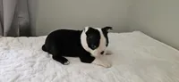 Blk/wht male 1, a male Boston Terrier for sale in Greenville, GA – 9 of 10