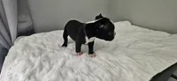 Blk/wht male 2, a male Boston Terrier for sale in Greenville, GA – 9 of 10