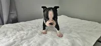 Blk/wht male 1, a male Boston Terrier for sale in Greenville, GA – 8 of 10