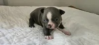 Blue female 1, a female Boston Terrier for sale in Greenville, GA – 10 of 10