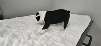 Blk/wht male 4, a male Boston Terrier for sale in Greenville, GA – 9 of 10