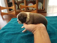 Blue male, a male Boston Terrier for sale in Greenville, GA – Photo 2 of 10