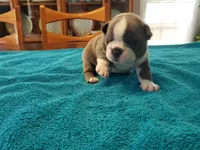 Blue male, a male Boston Terrier for sale in Greenville, GA – Photo 6 of 10