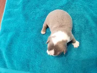 Blue male, a male Boston Terrier for sale in Greenville, GA – Photo 8 of 10