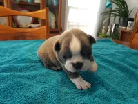 Blue male, a male Boston Terrier for sale in Greenville, GA – Photo 9 of 10