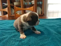 Blue male, a male Boston Terrier for sale in Greenville, GA – Photo 10 of 10