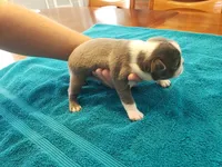 Blue male, a male Boston Terrier for sale in Greenville, GA – Photo 3 of 10