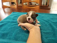 Blue male, a male Boston Terrier for sale in Greenville, GA – Photo 4 of 10