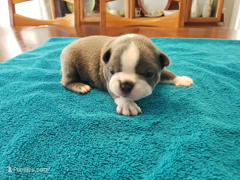Blue male, a male Boston Terrier for sale in Greenville, GA – Photo 1 of 10
