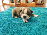 Blue male, a male Boston Terrier for sale in Greenville, GA – Photo 1 of 10