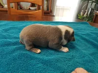 Blue male, a male Boston Terrier for sale in Greenville, GA – Photo 5 of 10