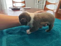 Blue male, a male Boston Terrier for sale in Greenville, GA – Photo 7 of 10