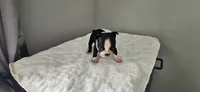 Blk/wht male 1, a male Boston Terrier for sale in Greenville, GA – 10 of 10