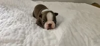 Cho male 2, a male Boston Terrier for sale in Greenville, GA – 7 of 10