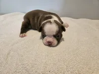 Cho female 5, a female Boston Terrier for sale in Greenville, GA – Photo 5 of 8