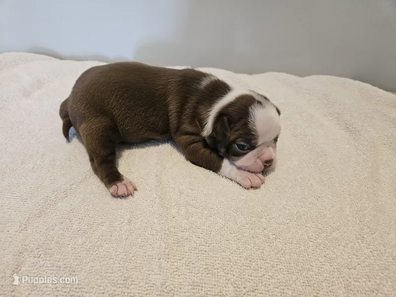 Cho female 5, a female Boston Terrier for sale in Greenville, GA – Photo 1 of 8
