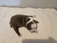 Cho female 5, a female Boston Terrier for sale in Greenville, GA – Photo 3 of 8