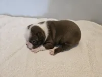 Cho female 5, a female Boston Terrier for sale in Greenville, GA – Photo 7 of 8