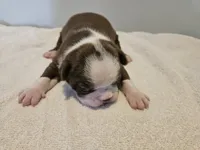 Cho female 5, a female Boston Terrier for sale in Greenville, GA – Photo 6 of 8