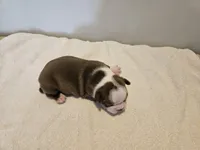 Cho female 5, a female Boston Terrier for sale in Greenville, GA – Photo 2 of 8