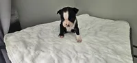 Blk/wht male 3, a male Boston Terrier for sale in Greenville, GA – 2 of 10