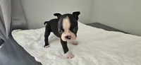 Blk/wht male 1, a male Boston Terrier for sale in Greenville, GA – 6 of 10