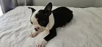 Blk/wht female , a female Boston Terrier for sale in Greenville, GA – 10 of 10