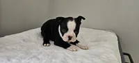 Blk/wht female 2, a female Boston Terrier for sale in Greenville, GA – 8 of 10