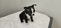 Blk/wht male 3, a male Boston Terrier for sale in Greenville, GA – 8 of 10