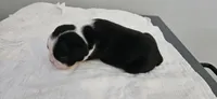 Blk/wht male 1, a male Boston Terrier for sale in Greenville, GA – 10 of 10