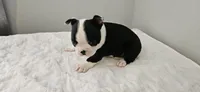 Blk/wht male 1, a male Boston Terrier for sale in Greenville, GA – 5 of 10