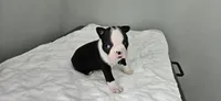 Blk/wht female 2, a female Boston Terrier for sale in Greenville, GA – 6 of 10