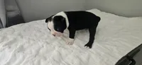 Blk/wht female 1, a female Boston Terrier for sale in Greenville, GA – 2 of 10