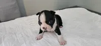 Blk/wht male 2, a male Boston Terrier for sale in Greenville, GA – 10 of 10