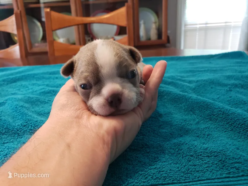 Lilac female 2, a female Boston Terrier for sale in Greenville, GA – Photo 1 of 10