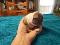 Lilac female 2, a female Boston Terrier for sale in Greenville, GA – Photo 3 of 10