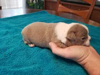 Lilac female 2, a female Boston Terrier for sale in Greenville, GA – Photo 6 of 10