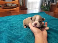 Lilac female 2, a female Boston Terrier for sale in Greenville, GA – Photo 10 of 10