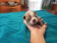 Lilac female 2, a female Boston Terrier for sale in Greenville, GA – Photo 4 of 10