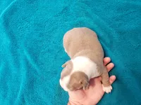 Lilac female 2, a female Boston Terrier for sale in Greenville, GA – Photo 5 of 10