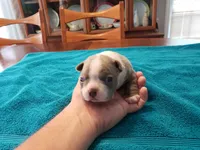 Lilac female 2, a female Boston Terrier for sale in Greenville, GA – Photo 7 of 10