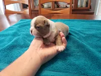 Lilac female 2, a female Boston Terrier for sale in Greenville, GA – Photo 2 of 10