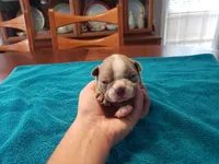 Lilac female 2, a female Boston Terrier for sale in Greenville, GA – Photo 9 of 10