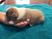 Lilac female 2, a female Boston Terrier for sale in Greenville, GA – Photo 8 of 10