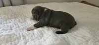 Blue female 1, a female Boston Terrier for sale in Greenville, GA – 7 of 10
