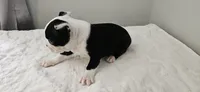Blk/wht male 1, a male Boston Terrier for sale in Greenville, GA – 6 of 10