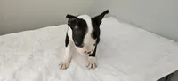 Blk/wht female , a female Boston Terrier for sale in Greenville, GA – 2 of 10