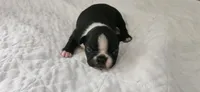 Blk/wht male 1, a male Boston Terrier for sale in Greenville, GA – 7 of 10