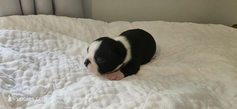 Blk/wht female  – Boston Terrier puppy for sale in Greenville, GA