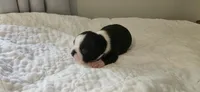 Blk/wht female , a female Boston Terrier for sale in Greenville, GA – 1 of 10